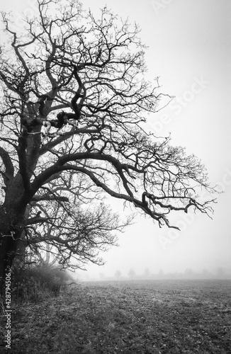 tree in fog