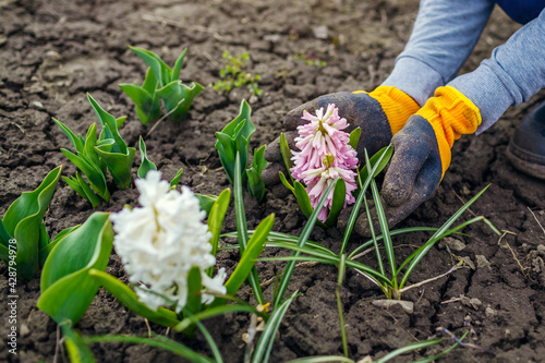 Gardener admires blooming hyacinths in spring garden. First flowers in blossom.