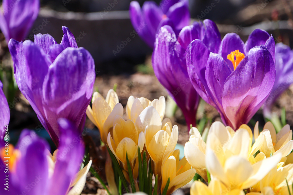 bright spring purple and yellow crocus flowers in the garden closeup bright spring purple and yellow crocus flowers in the garden closeup