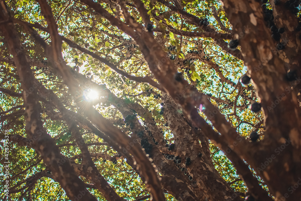 Obraz premium Tree full of Brazilian jaboticaba fruit on a sunny day concept image