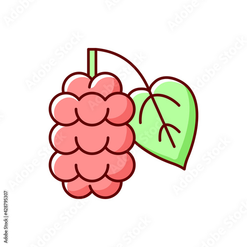 Mulberry RGB color icon. Morus fruit, blackberry on branch. Food ingredient. Nutrient and vitamin dense berry for cooking. Botanical allergen. Allergy for plant. Isolated vector illustration