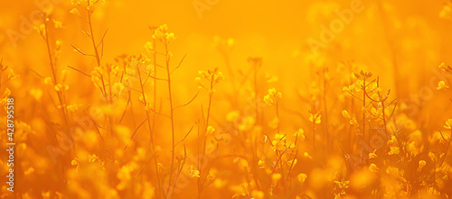 abstract summer background texture of yellow flowers in the field, beautiful nature sunny day wild flower