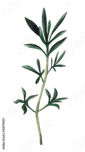 Green branch of santoreggia isolated on white background.  Watercolor hand drawn illustration.