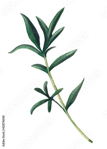 Green branch of santoreggia isolated on white background.  Watercolor hand drawn illustration.