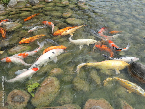 colorful Cyprinus carpio are swimming in the koi pound  design for Aisa gardening design style © YENTING