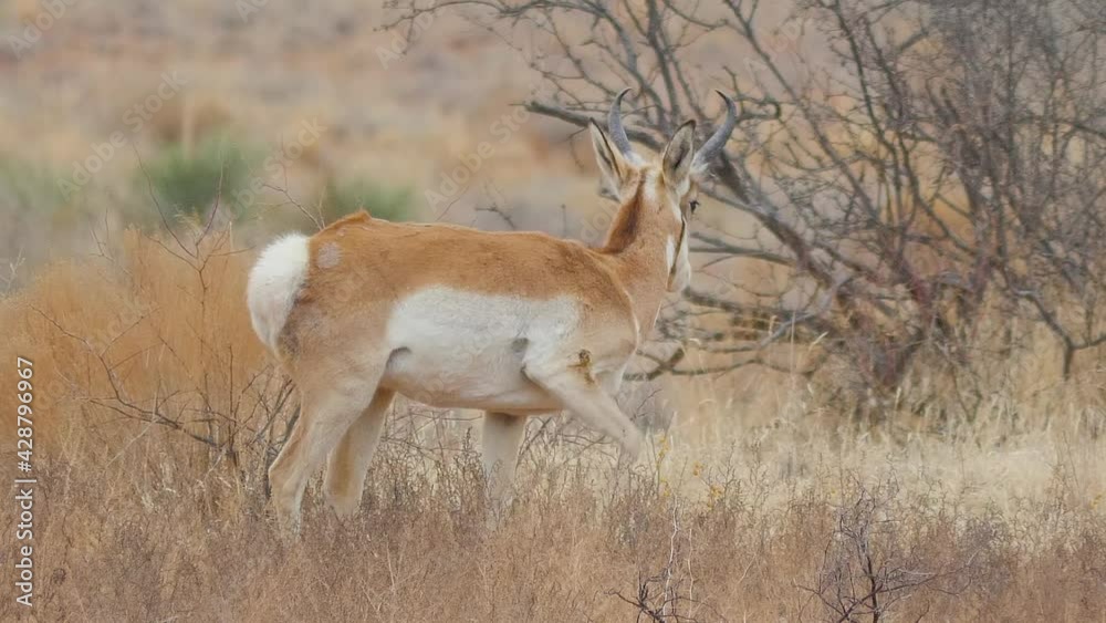 Pronghorn Antelope Grazing and Looking Alert Pronghorn Antelope Grazing and Looking Alert