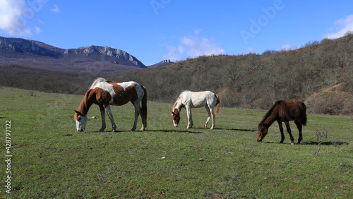 Horses grazing on green hills in a mountain valley on a sunny day