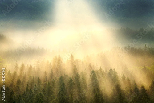 Sunlight breaking through mist fog at spruce forest wood in saxon switzerland