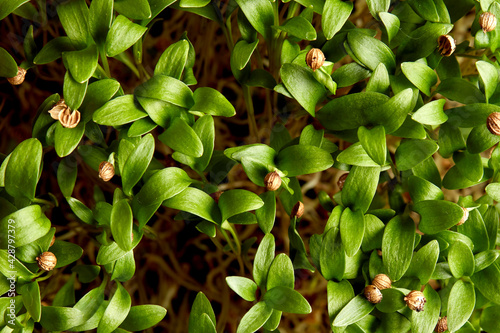 Close up of germinating coriander seed microgreens