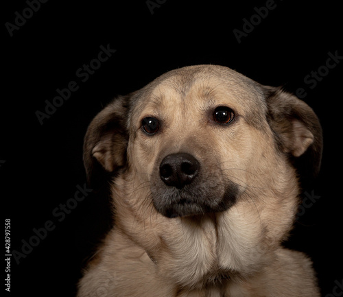 Dog portrait on black background. © BOGDAN