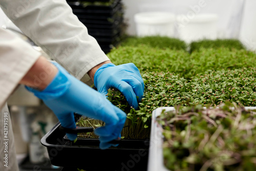 Gloved hands using scissors to harvest microgreens in urban farm