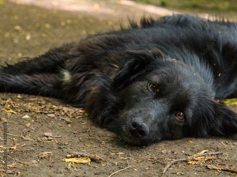 black dog lying on the ground black dog lying on the ground