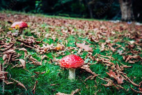 Pirianda Gardens Fungi in Victoria Australia photo