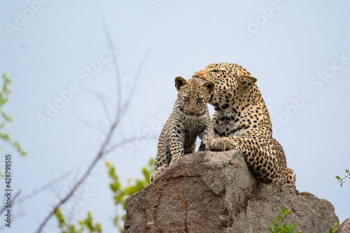 A leopard and her cub, Panthera pardus, lying on a rock. photo