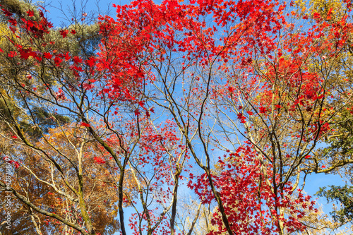 Autumn leaves on maple trees, England, United Kingdom photo