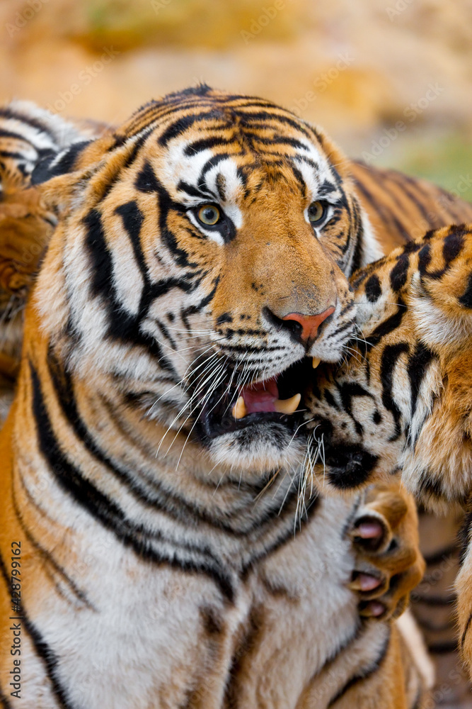 Portrait of an Indochinese tiger, Corbett's tiger, Panthera tigris corbetti Portrait of an Indochinese tiger, Corbett's tiger, Panthera tigris corbetti