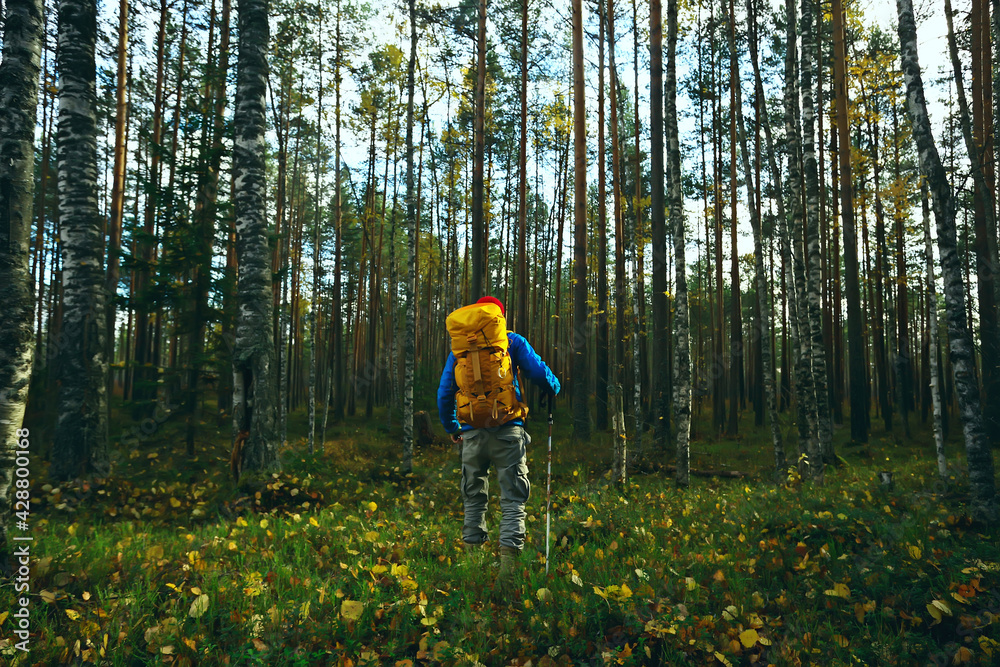 man with backpack a view from the back, hiking in the forest, autumn landscape, the back of tourist with a backpack man with backpack a view from the back, hiking in the forest, autumn landscape, the back of tourist with a backpack