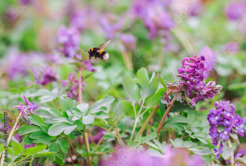 Fototapeta Naklejka Na Ścianę i Meble -  Bumblebee collects pollen from wildflowers. Photo in motion