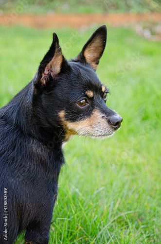 Portrait of dog in grass