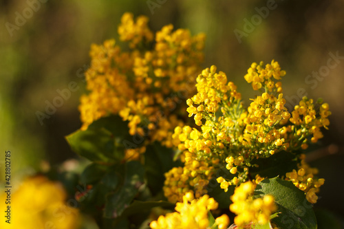 Mahonia repens yellow beautiful honey tree blooms in the garden