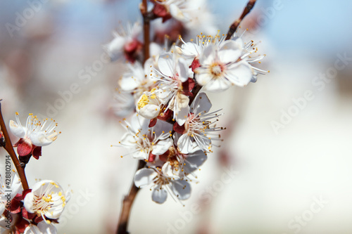 Beautiful spring blooming cherry tree, white flowers of blue sky © Mariana Rusanovschi