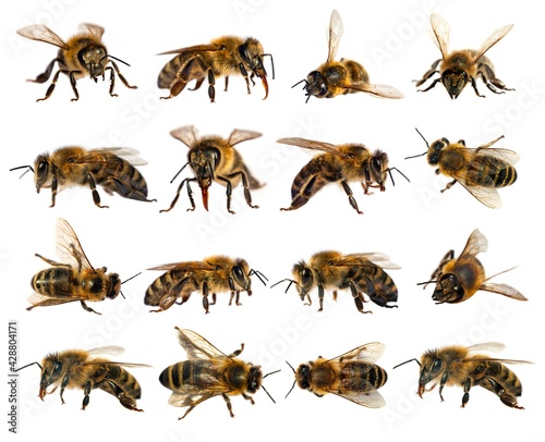 bee isolated, Set sixteen bees or honeybees Apis Mellifera © Daniel Prudek