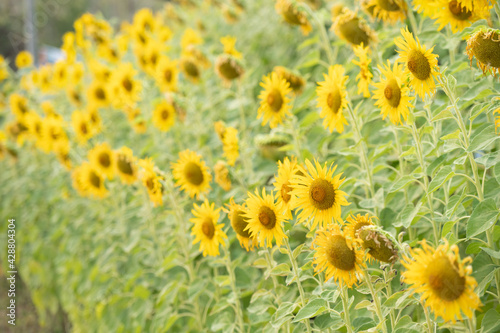 Sunflower natural background. Sunflower blooming. Plant growing up among other sunflowers. Daylight in morning or evening. Big yellow sunflowers field. Harvest time.