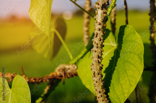 Tinospora cordifolia with sunlight. Thai herbs for medicine.
