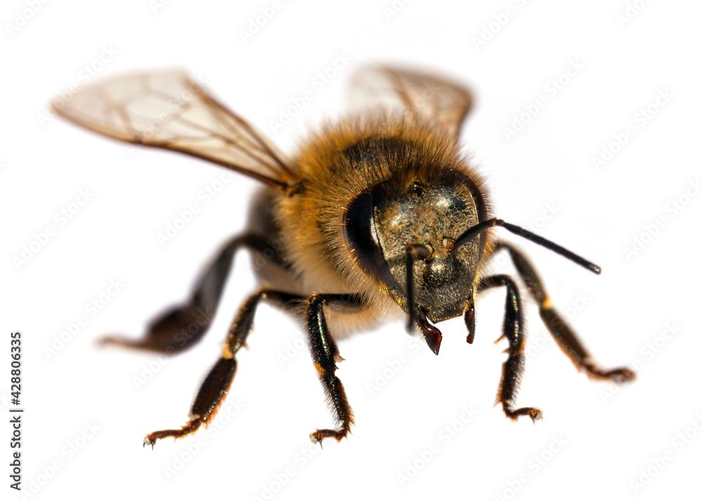 bee or honeybee Apis Mellifera isolated on white bee or honeybee Apis Mellifera isolated on white