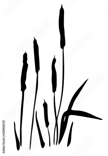 Oriental ink painting. Reeds. River plants. Image in one color. Vector. 
