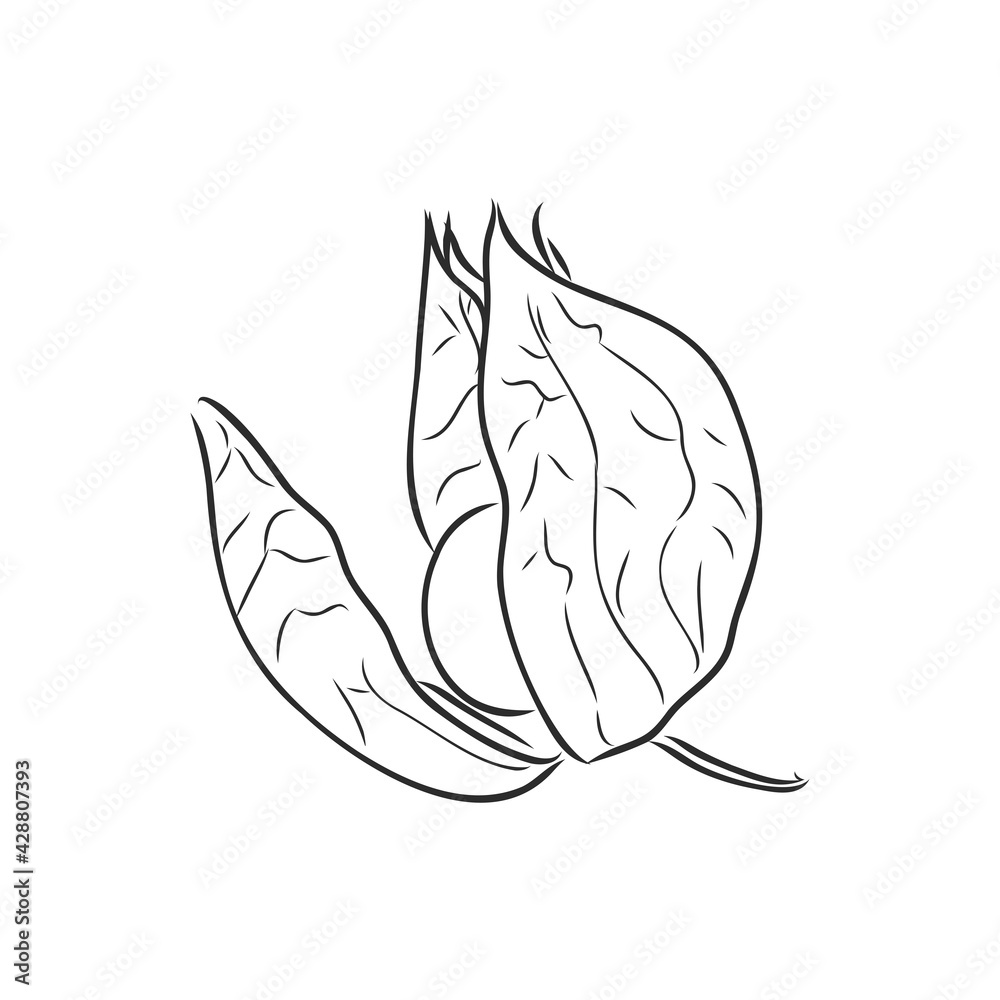 Physalis autotraced vector sketch, greyscale. physalis, vector sketch on a white background Physalis autotraced vector sketch, greyscale. physalis, vector sketch on a white background