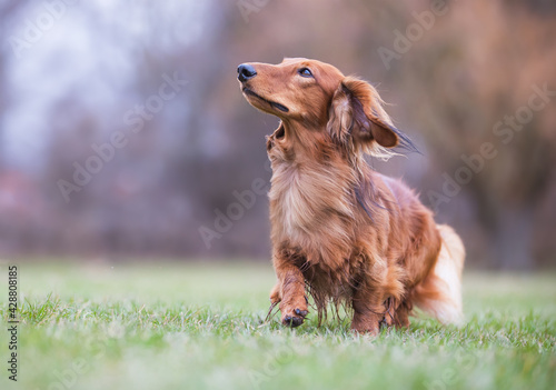 Dash hound in the grass