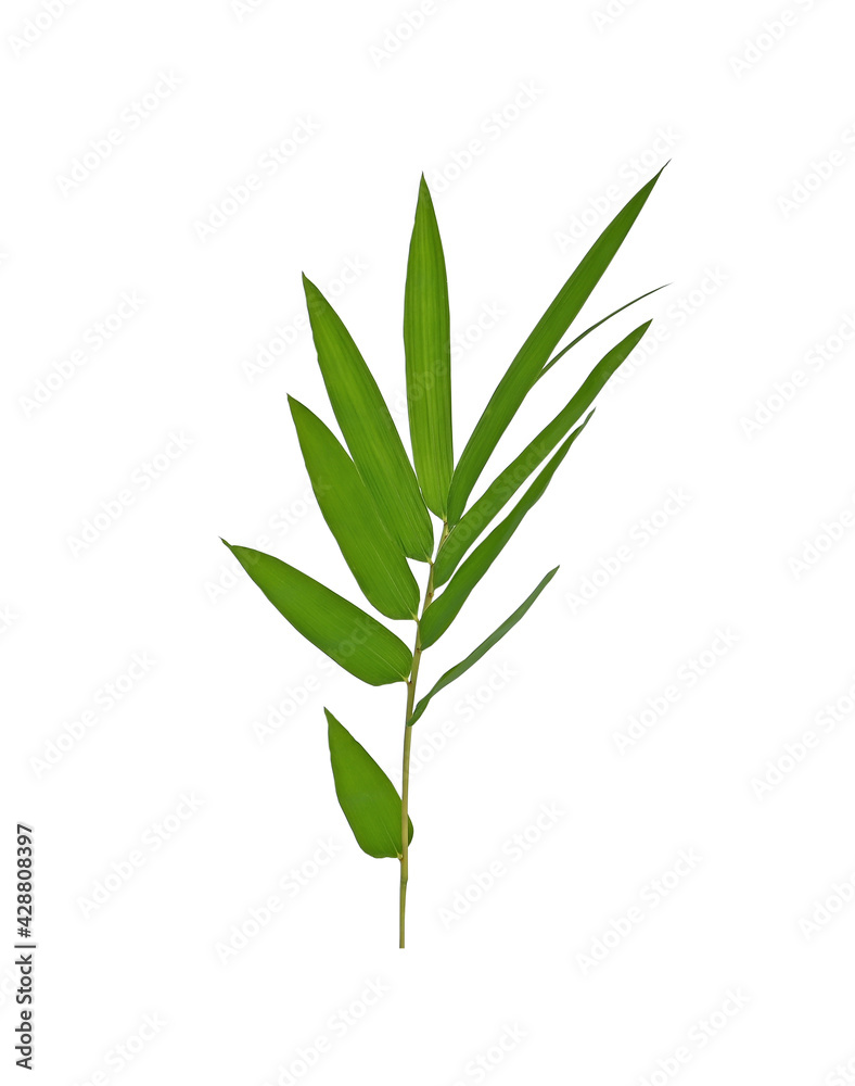 Fototapeta premium Bamboo leaf green isolated on white background