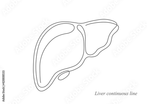 Liver anatomy structure.Continuous line drawing.Hepatic system organ, digestive gallbladder organ. Vector illustration.