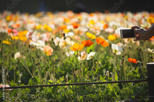 スマートフォンで撮影される花(ポピー) photo