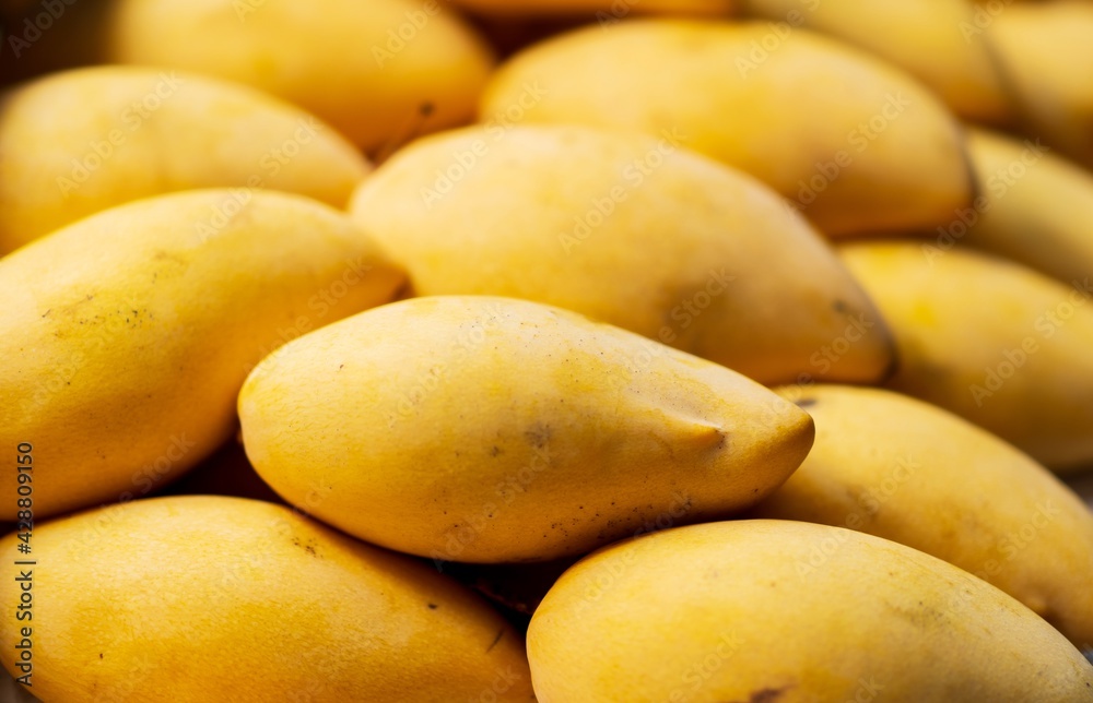 Close up of Ripe mango fruits, thai street food market Close up of Ripe mango fruits, thai street food market