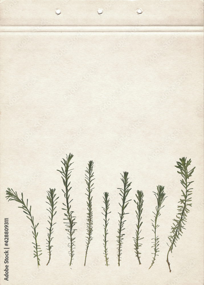 Fototapeta Pressed and dried herbs. Scanned image. Vintage herbarium background on old paper. Composition of the grass on a cardboard.	