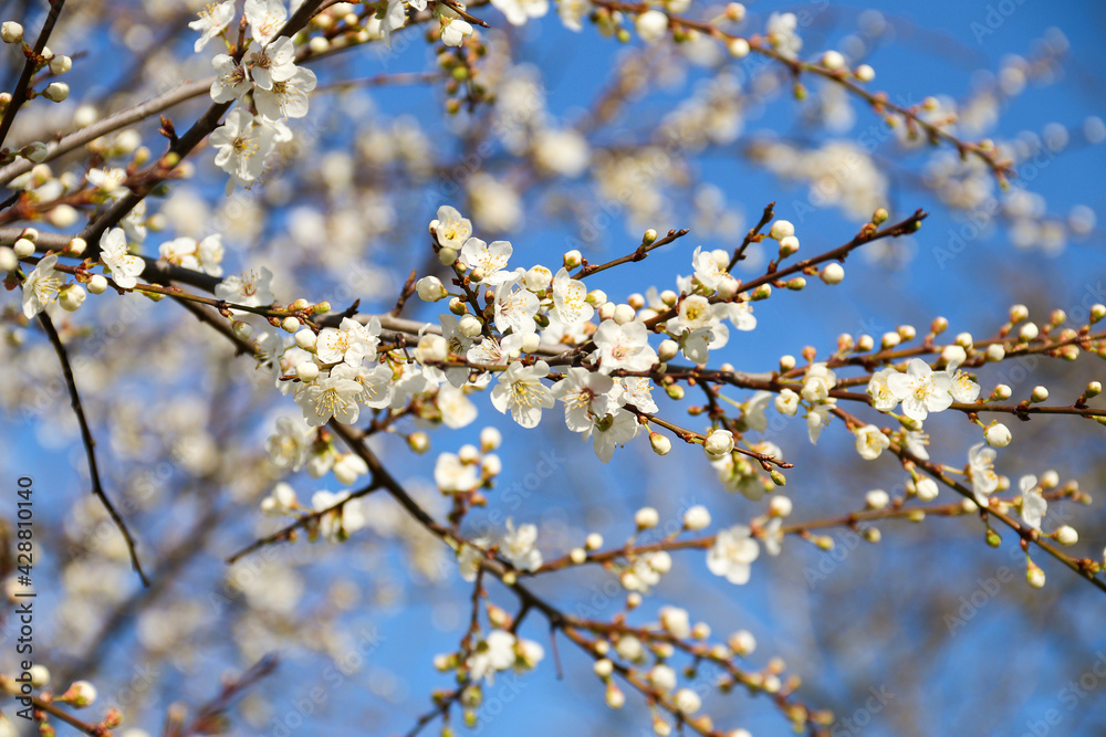 Blooming tree with white flowers. Spring flowers background
