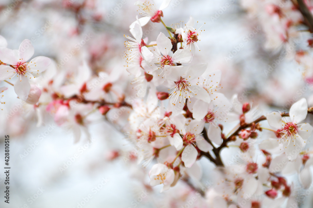Blooming tree with white flowers. Spring flowers background Blooming tree with white flowers. Spring flowers background