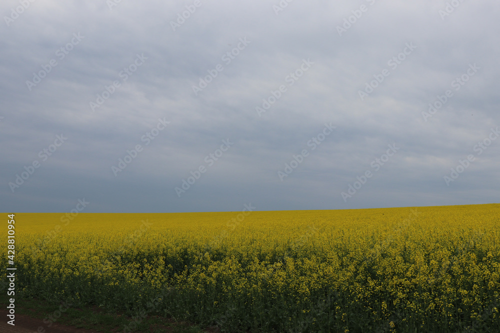 A bright yellow rapeseed field before the coming storm. Flowers before a thunderstorm. The sky is overcast.