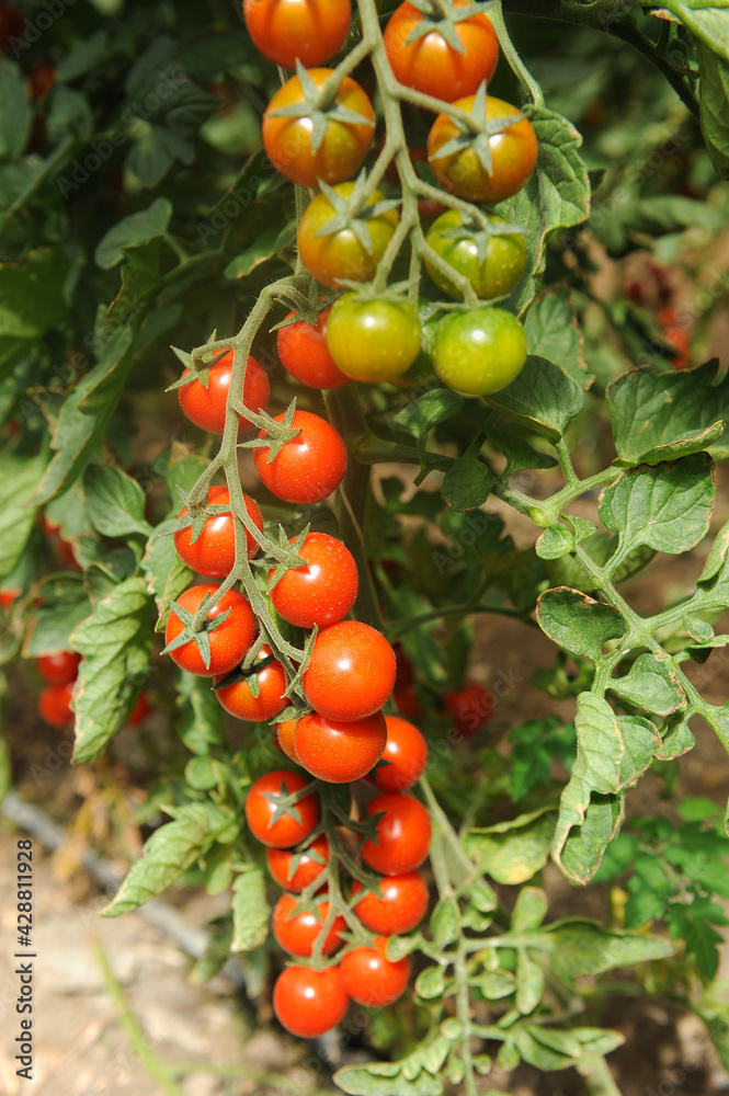 cultivation of Pachino tomatoes in Sicily in the Portopalo di Capo Passero area near Pachino