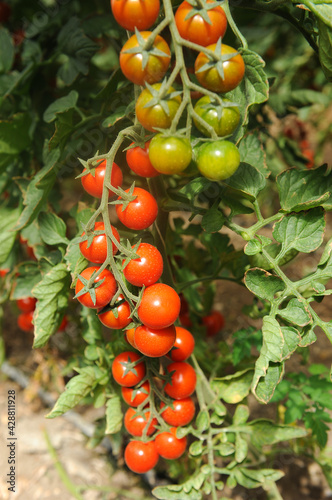 cultivation of Pachino tomatoes in Sicily in the Portopalo di Capo Passero area near Pachino