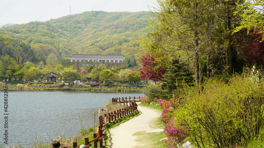 Fototapeta premium 韓国 公園の風景(イチョン)