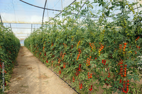 Pachino tomatoes in Sicily in the Portopalo di Capo Passero area near Pachino