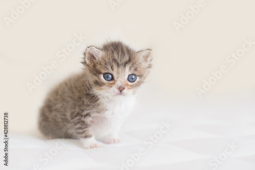 One lovely cute fluffy furry kitten brown white blue eyes on ivory background looking camera