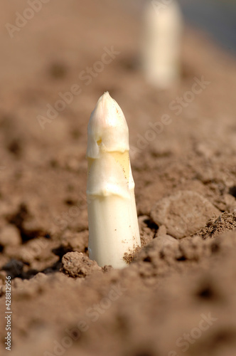 White asparagus called asparago bianco di Bassano in Veneto in Italy just out of the ground in the agricultural field