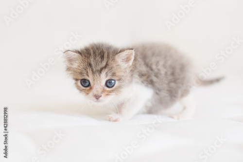 One lovely cute fluffy furry kitten brown white blue eyes on ivory background looking camera