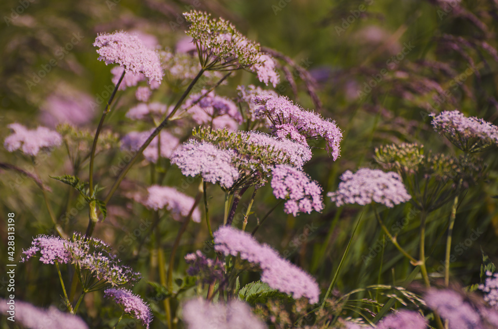 Fototapeta premium Spring white flowers