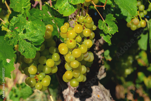 Bunch of green grapes on summer vine
