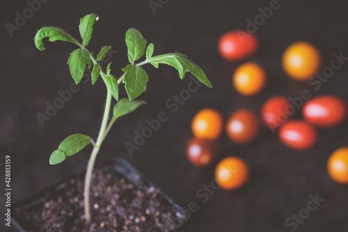 Tomatenpflanze photo